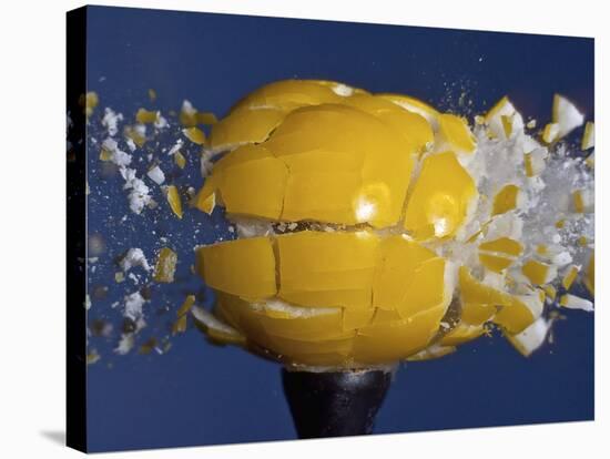 Yellow Jawbreaker Broken-Alan Sailer-Stretched Canvas