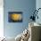 Yellow Jawbreaker Broken-Alan Sailer-Photographic Print displayed on a wall