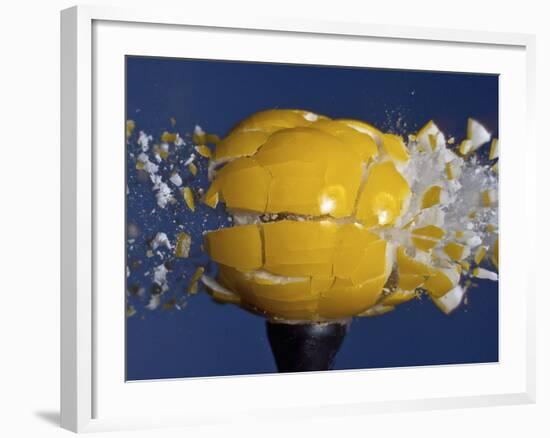 Yellow Jawbreaker Broken-Alan Sailer-Framed Photographic Print