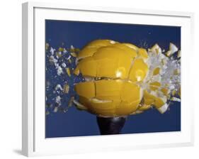 Yellow Jawbreaker Broken-Alan Sailer-Framed Photographic Print