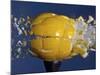 Yellow Jawbreaker Broken-Alan Sailer-Mounted Photographic Print