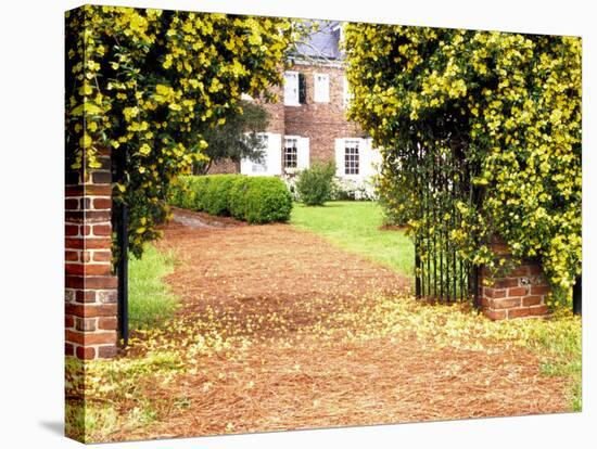 Yellow Jessamine at Gated Entry to Boone Hall Plantation, South Carolina, USA-Julie Eggers-Stretched Canvas