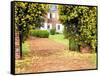 Yellow Jessamine at Gated Entry to Boone Hall Plantation, South Carolina, USA-Julie Eggers-Framed Stretched Canvas