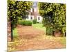 Yellow Jessamine at Gated Entry to Boone Hall Plantation, South Carolina, USA-Julie Eggers-Mounted Photographic Print