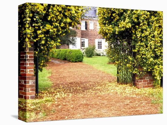 Yellow Jessamine at Gated Entry to Boone Hall Plantation, South Carolina, USA-Julie Eggers-Stretched Canvas