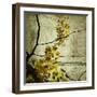 Yellow Kerala Blossoms-null-Framed Art Print