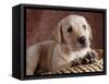 Yellow Lab Puppy in Basket-Jim Craigmyle-Framed Stretched Canvas