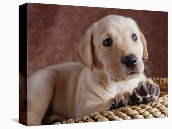 Yellow Lab Puppy in Basket-Jim Craigmyle-Stretched Canvas