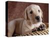 Yellow Lab Puppy in Basket-Jim Craigmyle-Stretched Canvas