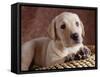 Yellow Lab Puppy in Basket-Jim Craigmyle-Framed Stretched Canvas