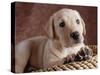 Yellow Lab Puppy in Basket-Jim Craigmyle-Stretched Canvas