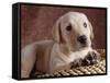 Yellow Lab Puppy in Basket-Jim Craigmyle-Framed Stretched Canvas