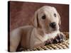 Yellow Lab Puppy in Basket-Jim Craigmyle-Stretched Canvas