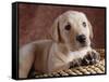 Yellow Lab Puppy in Basket-Jim Craigmyle-Framed Stretched Canvas