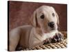 Yellow Lab Puppy in Basket-Jim Craigmyle-Stretched Canvas