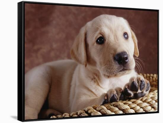 Yellow Lab Puppy in Basket-Jim Craigmyle-Framed Stretched Canvas