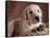 Yellow Lab Puppy in Basket-Jim Craigmyle-Framed Stretched Canvas