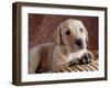 Yellow Lab Puppy in Basket-Jim Craigmyle-Framed Photographic Print