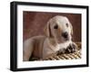 Yellow Lab Puppy in Basket-Jim Craigmyle-Framed Photographic Print