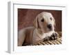 Yellow Lab Puppy in Basket-Jim Craigmyle-Framed Photographic Print