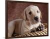 Yellow Lab Puppy in Basket-Jim Craigmyle-Framed Photographic Print