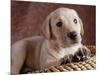 Yellow Lab Puppy in Basket-Jim Craigmyle-Mounted Photographic Print