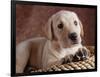 Yellow Lab Puppy in Basket-Jim Craigmyle-Framed Photographic Print