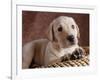 Yellow Lab Puppy in Basket-Jim Craigmyle-Framed Photographic Print