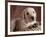 Yellow Lab Puppy in Basket-Jim Craigmyle-Framed Photographic Print