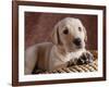 Yellow Lab Puppy in Basket-Jim Craigmyle-Framed Photographic Print