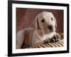 Yellow Lab Puppy in Basket-Jim Craigmyle-Framed Photographic Print