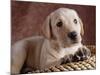 Yellow Lab Puppy in Basket-Jim Craigmyle-Mounted Photographic Print