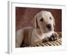 Yellow Lab Puppy in Basket-Jim Craigmyle-Framed Photographic Print