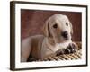 Yellow Lab Puppy in Basket-Jim Craigmyle-Framed Photographic Print