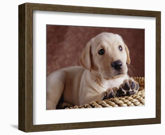 Yellow Lab Puppy in Basket-Jim Craigmyle-Framed Photographic Print