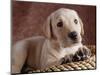 Yellow Lab Puppy in Basket-Jim Craigmyle-Mounted Photographic Print