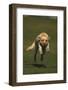 Yellow Lab Running in Park-DLILLC-Framed Photographic Print