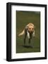 Yellow Lab Running in Park-DLILLC-Framed Photographic Print