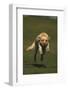 Yellow Lab Running in Park-DLILLC-Framed Photographic Print