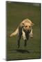 Yellow Lab Running in Park-DLILLC-Mounted Photographic Print