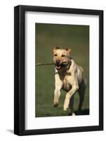 Yellow Lab Running with Stick-DLILLC-Framed Photographic Print