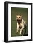 Yellow Lab Running with Stick-DLILLC-Framed Photographic Print