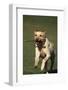 Yellow Lab Running with Stick-DLILLC-Framed Photographic Print