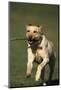 Yellow Lab Running with Stick-DLILLC-Mounted Photographic Print