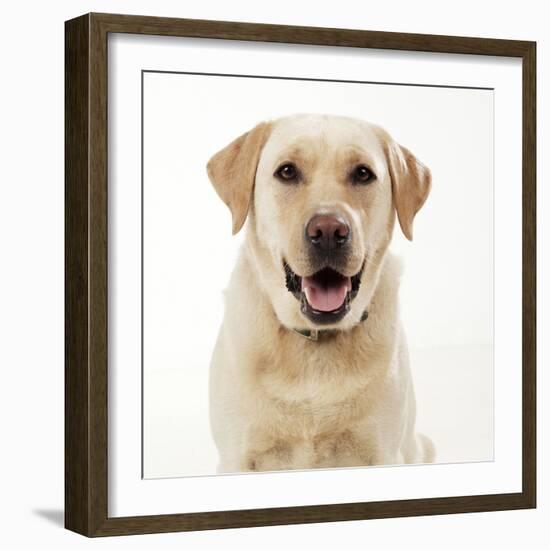 Yellow Labrador, Close-Up, Studio Shot-null-Framed Photographic Print