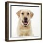 Yellow Labrador, Close-Up, Studio Shot-null-Framed Photographic Print