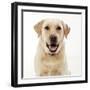 Yellow Labrador, Close-Up, Studio Shot-null-Framed Photographic Print