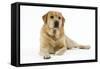 Yellow Labrador Lying Down-null-Framed Stretched Canvas