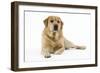 Yellow Labrador Lying Down-null-Framed Photographic Print