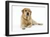 Yellow Labrador Lying Down-null-Framed Photographic Print